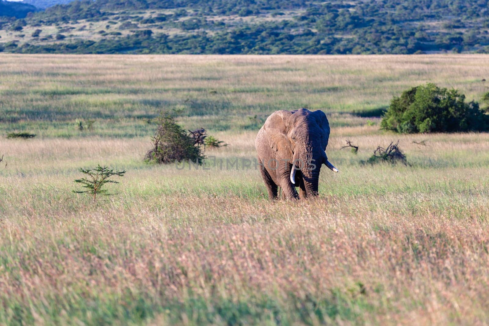 Elephant bull walks across grassland plateau wildlife reserve park.