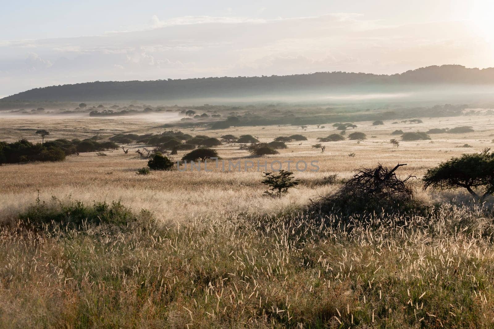 Wilderness morning mist grassland plateau wildlife reserve park landscape.