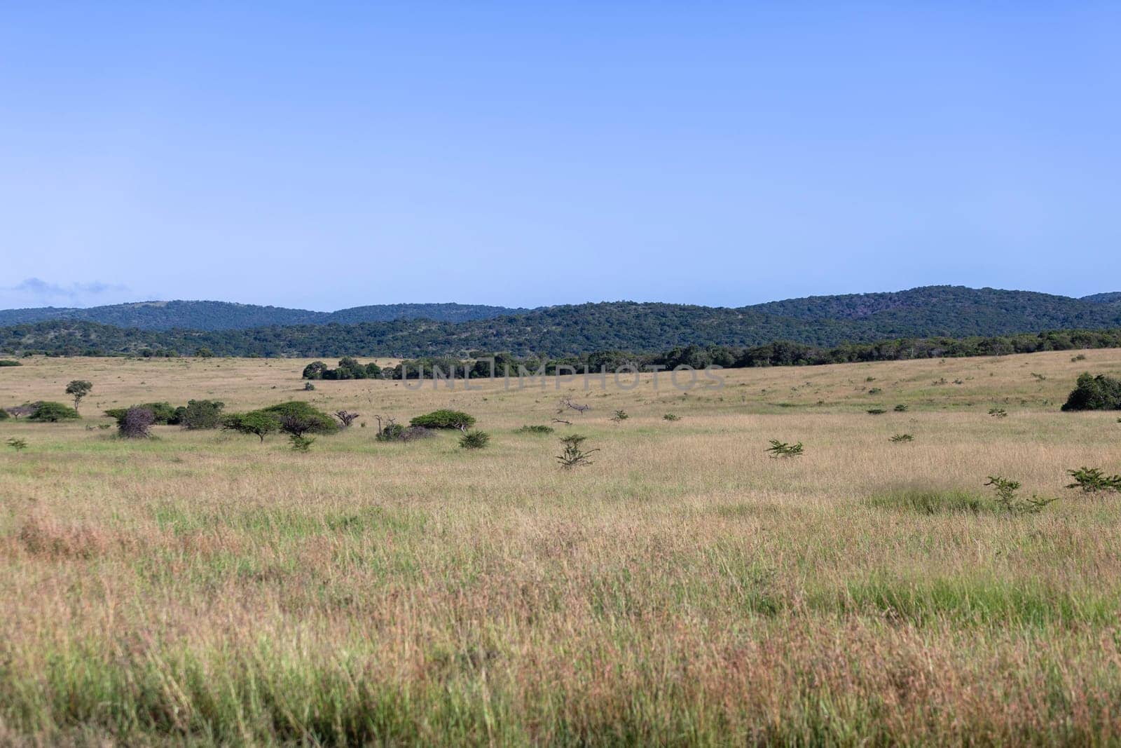 Wilderness grassland plateau wildlife reserve park landscape.