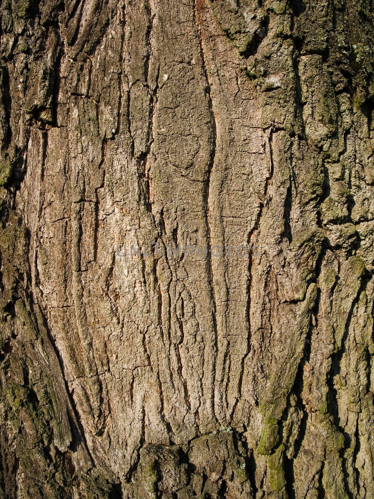 format-filling detail of a roughly structured tree bark