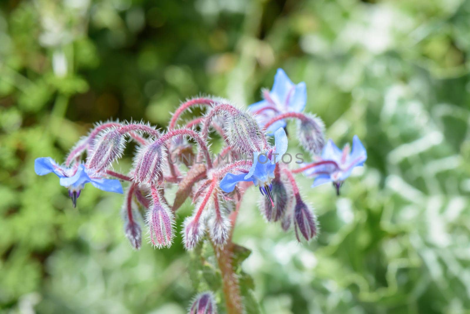 Nice group of blue Wild flowers close up