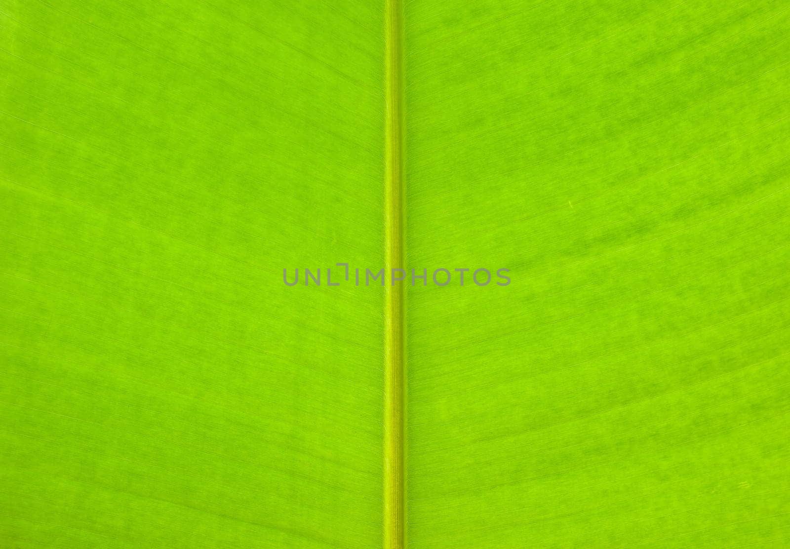 Pattern of green leaf closeup for background