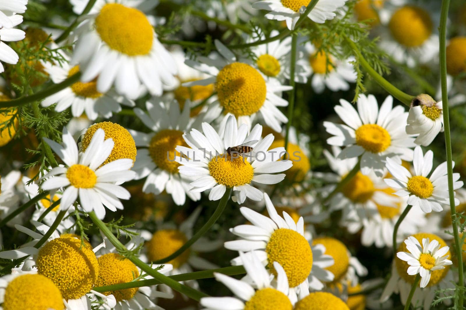 Roemischer Bertram  Anacyclus pyrethrum