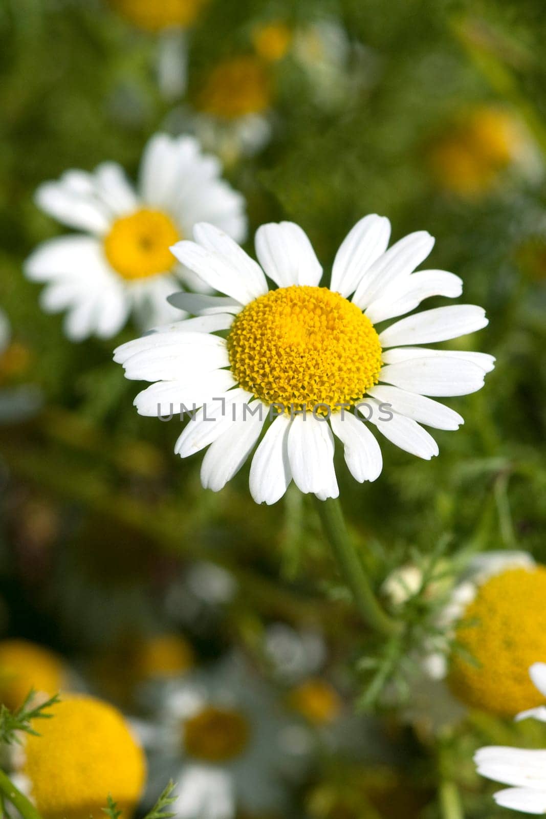 Roemischer Bertram  Anacyclus pyrethrum