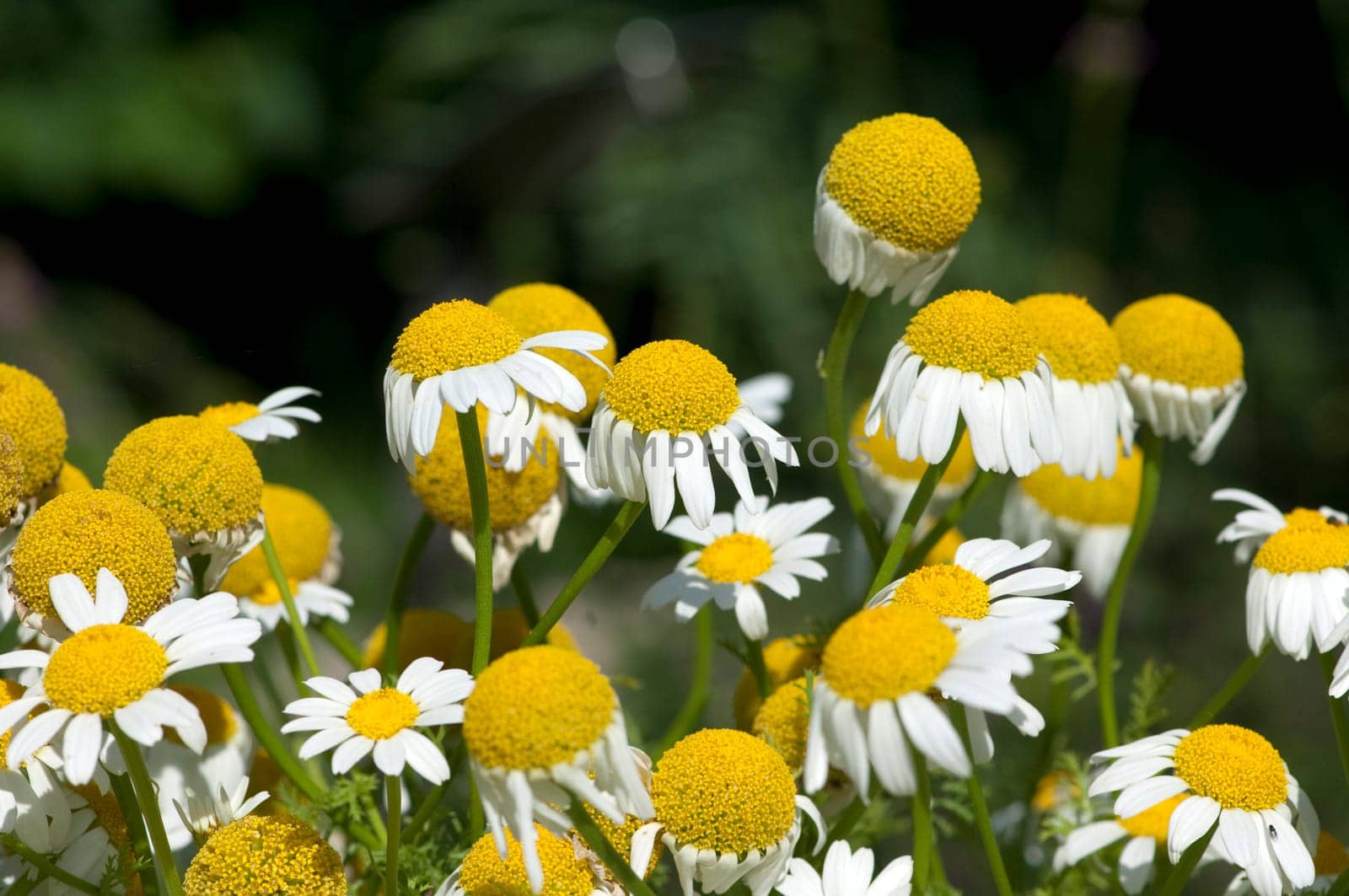 Roemischer Bertram  Anacyclus pyrethrum