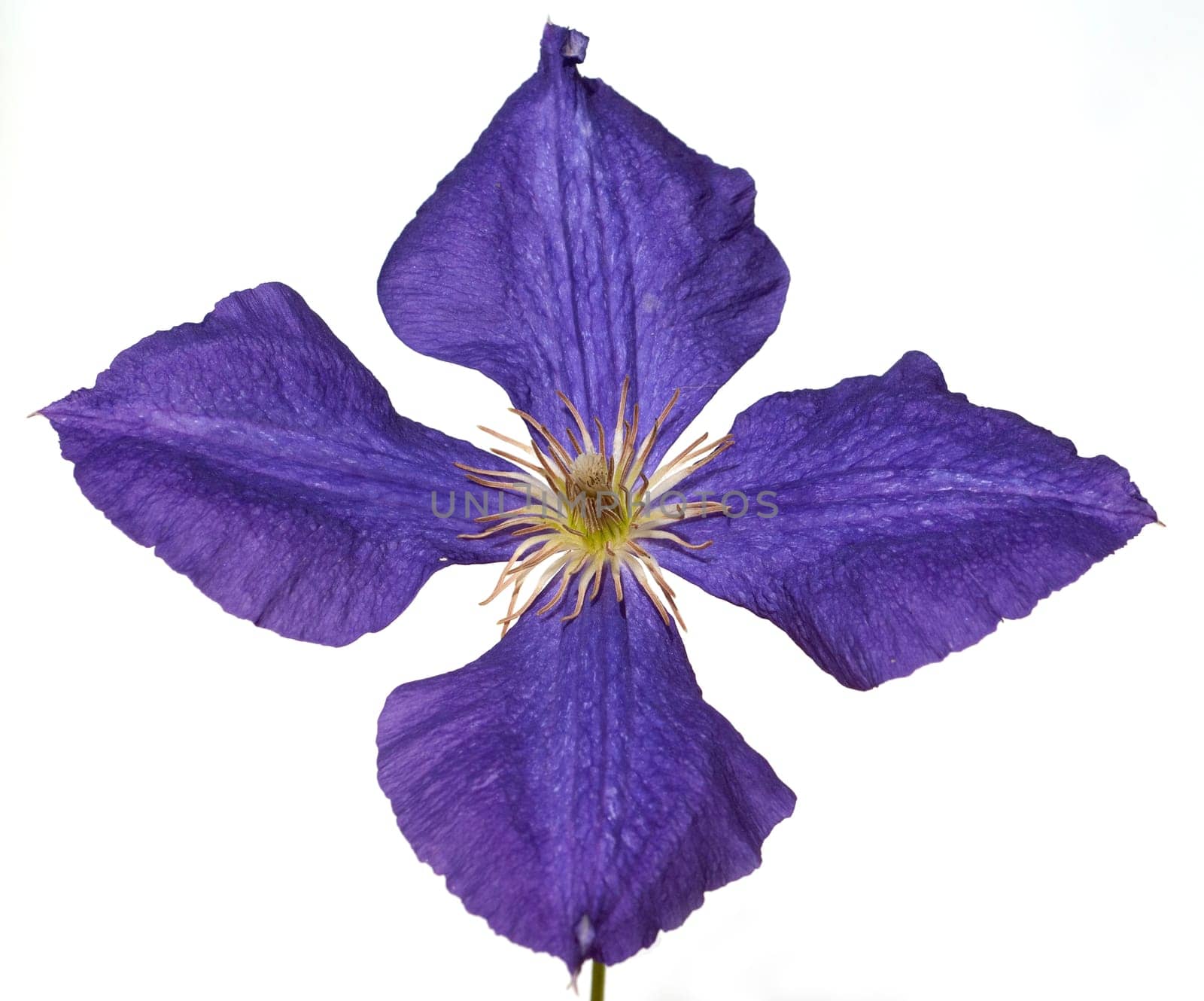 Clematis  Jackmanii  Clematis-Hybride
