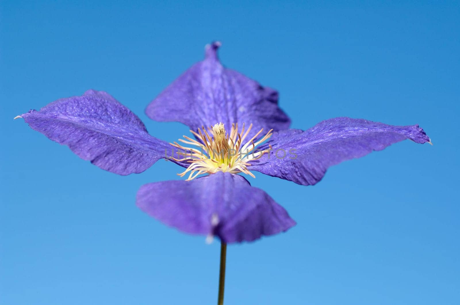 Clematis  Jackmanii  Clematis-Hybride