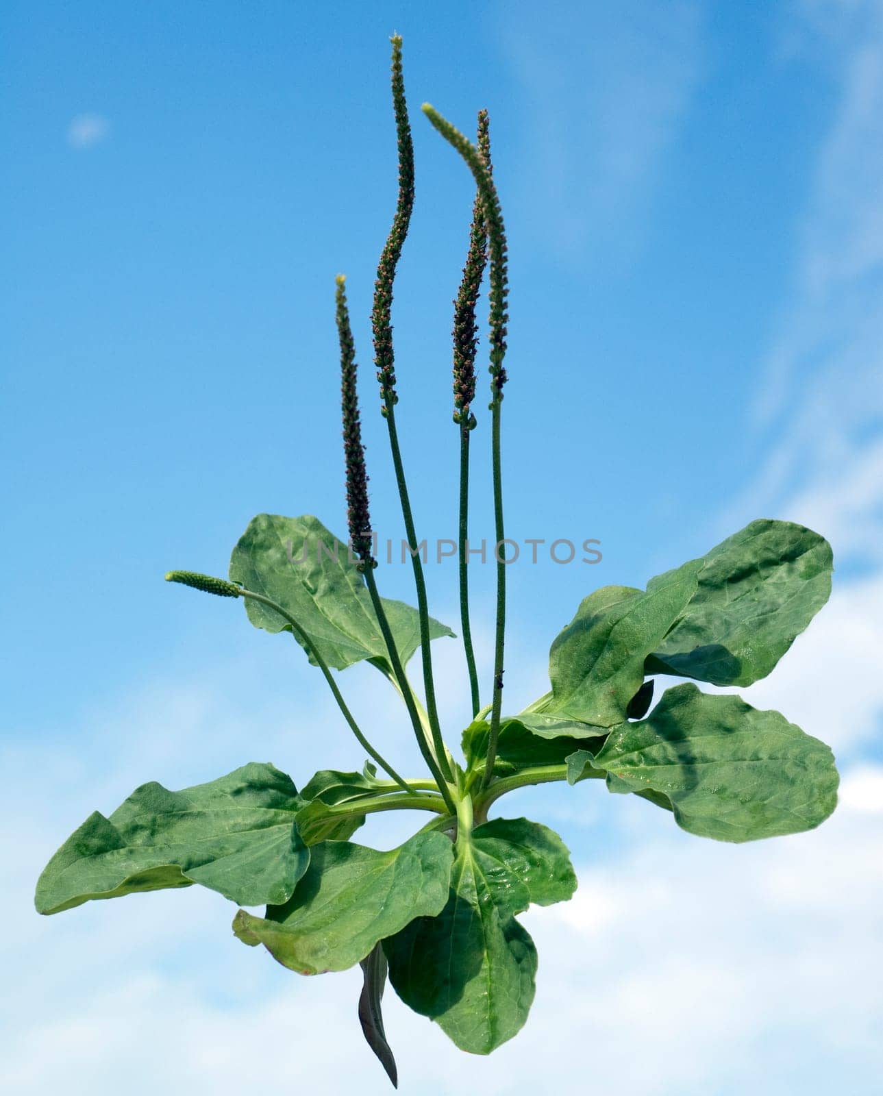 Breitwegerich, Plantago, major