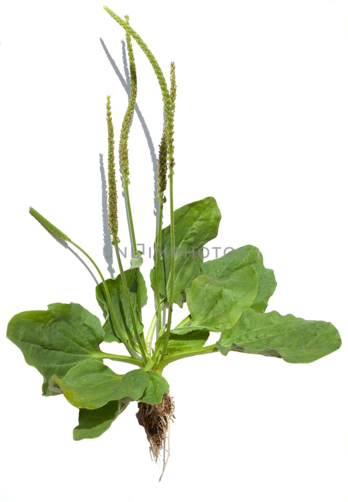 Breitwegerich, Plantago, major
