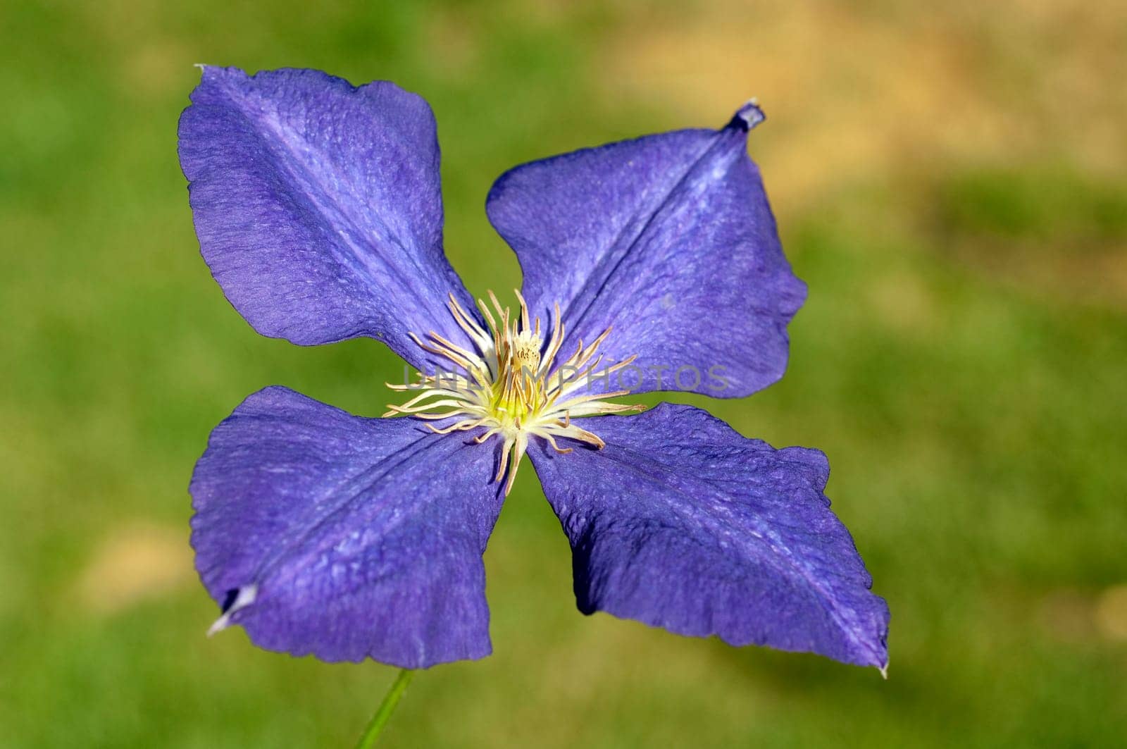 Clematis  Jackmanii  Clematis-Hybride