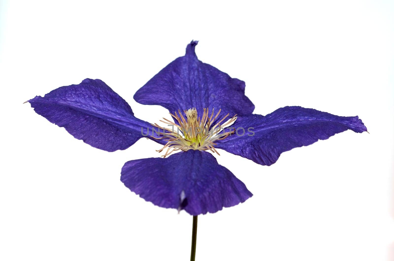 Clematis  Jackmanii  Clematis-Hybride