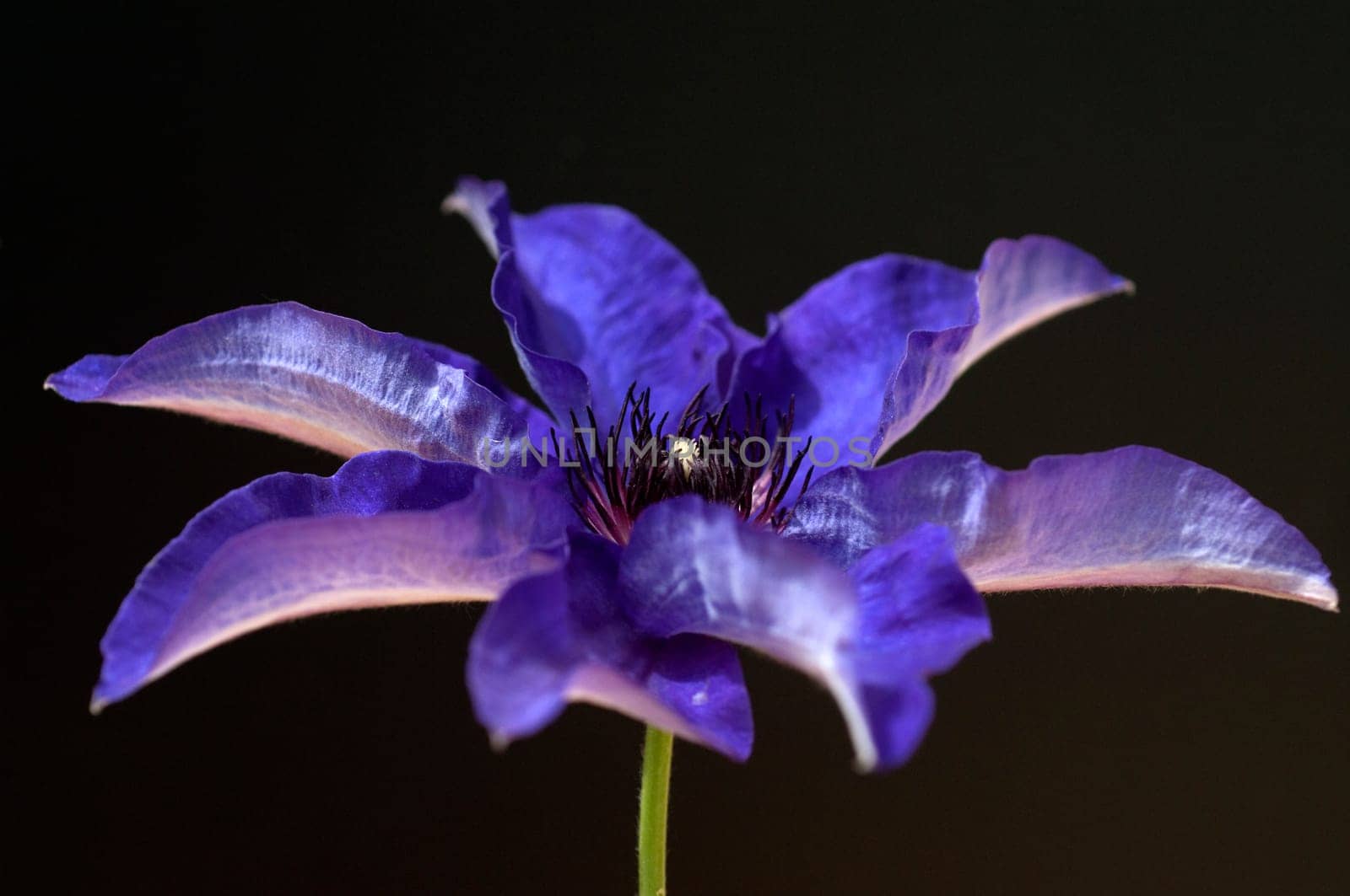 Clematis  The, President