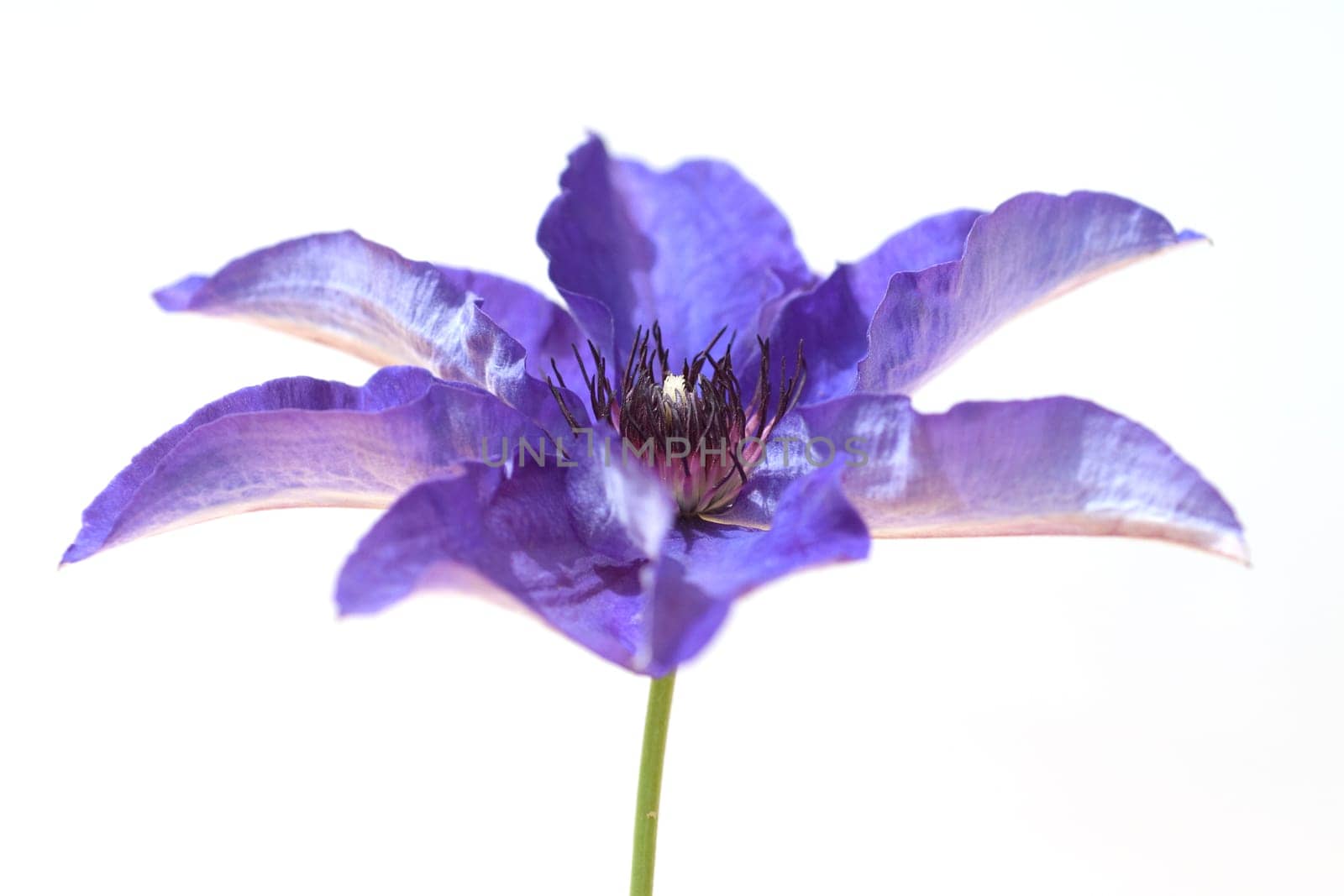Clematis  The, President