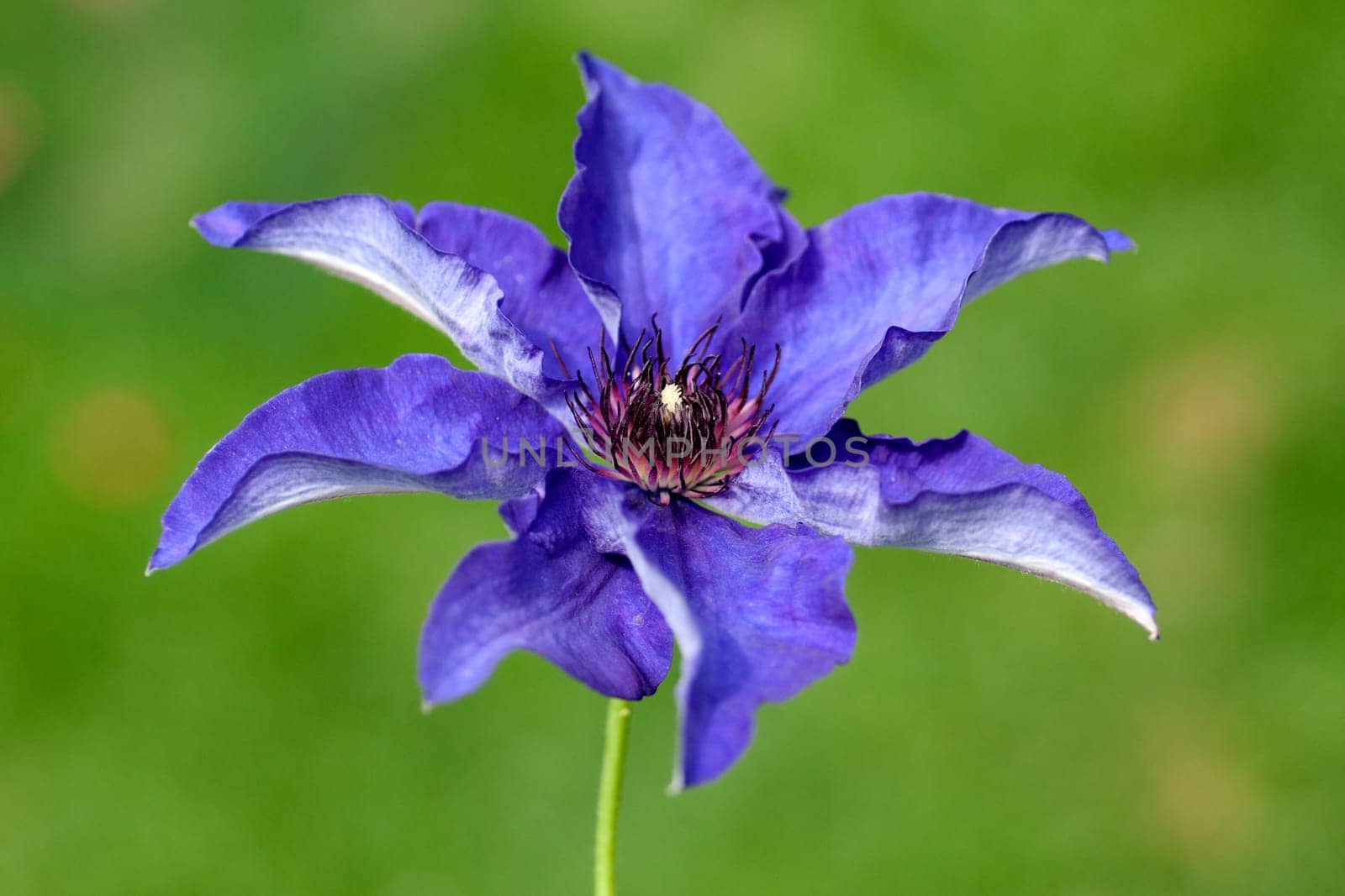 Clematis  The, President