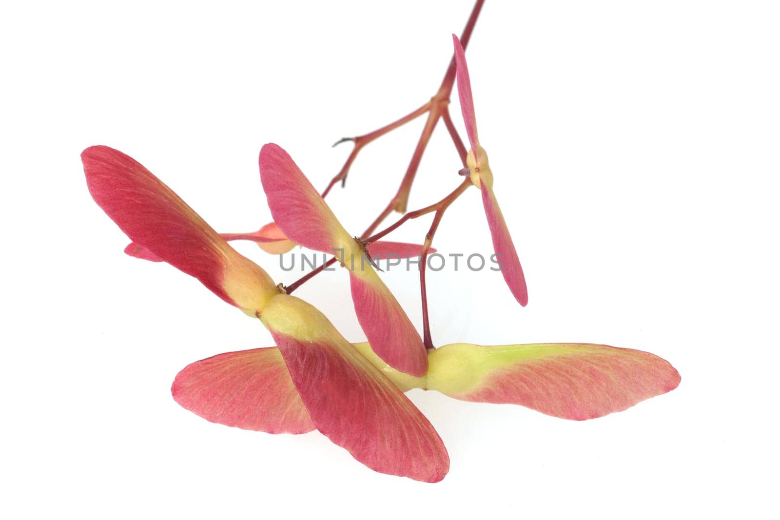 Faecherahorn  gruener, Acer, palmatum, Osakazuki