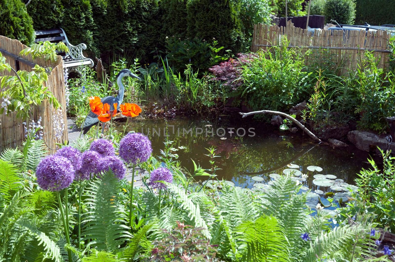 Garden pond  water  Water plant