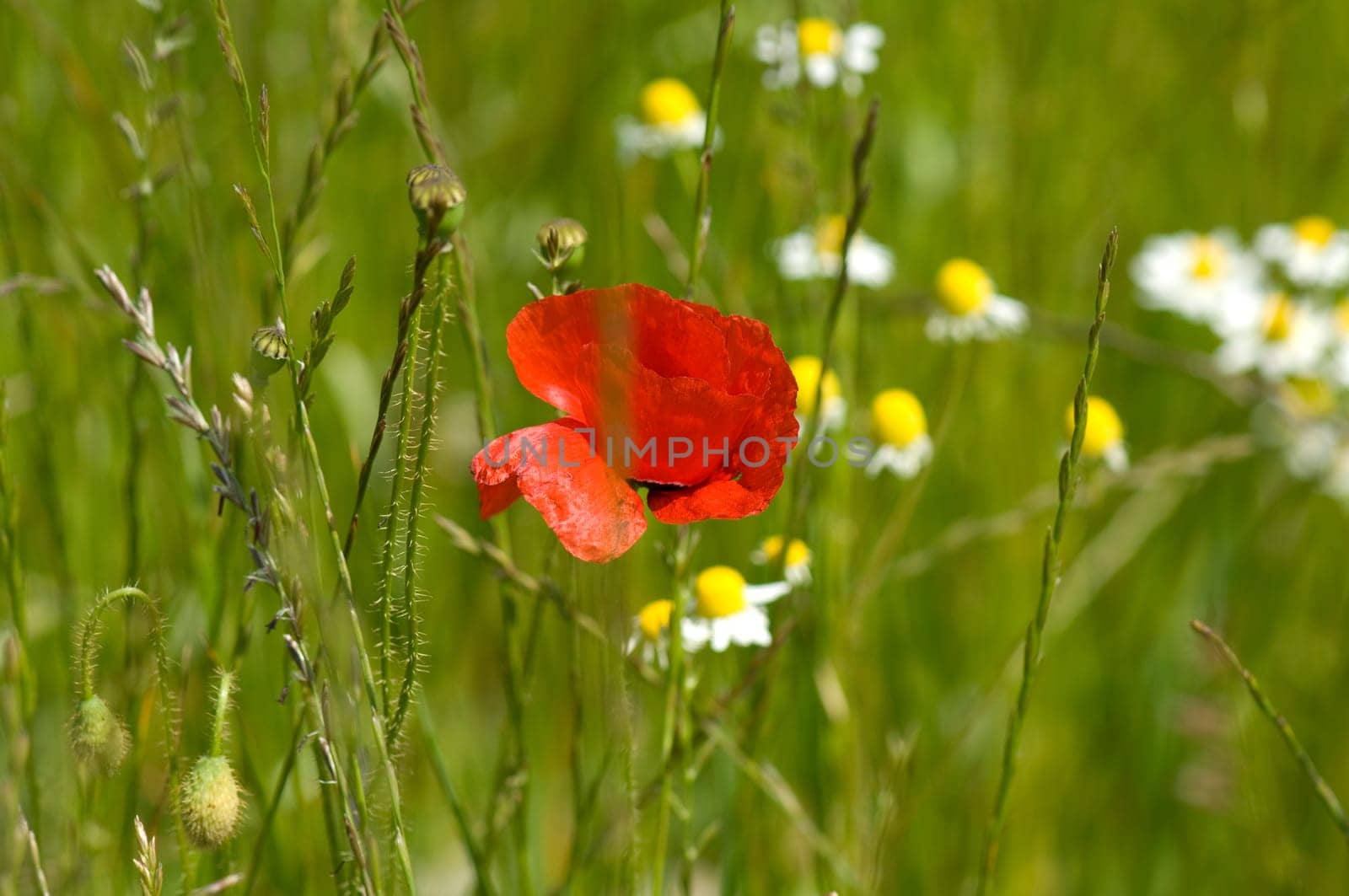 Klatschmohn  Papaver, rhoeas