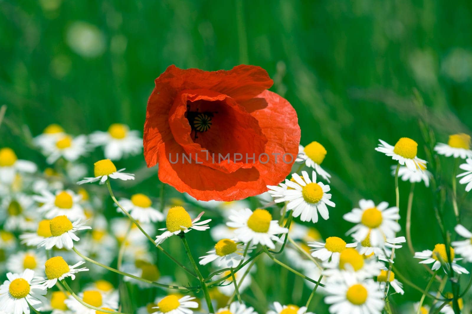 Klatschmohn  Papaver, rhoeas