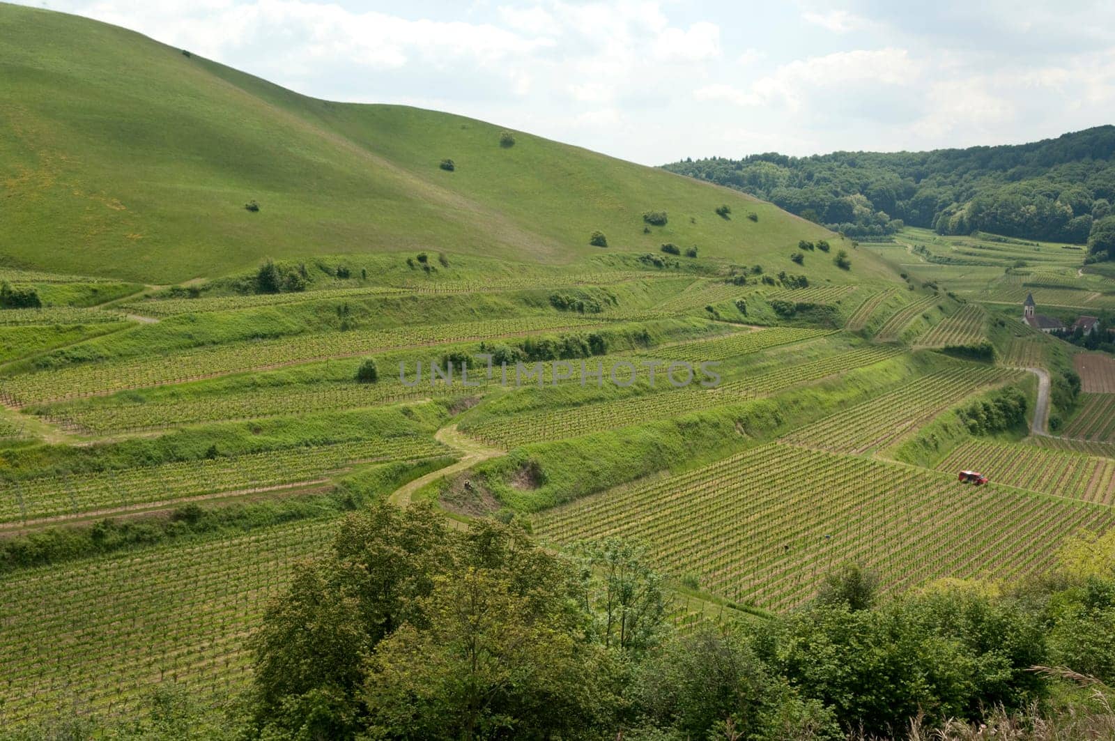 Weinberge, Haselschacher, Buck, Alt-Vogtsburg