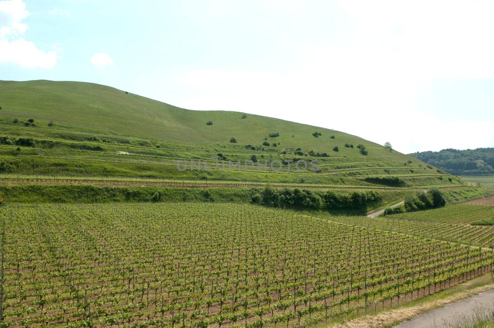 Weinberge, Haselschacher, Buck, Alt-Vogtsburg
