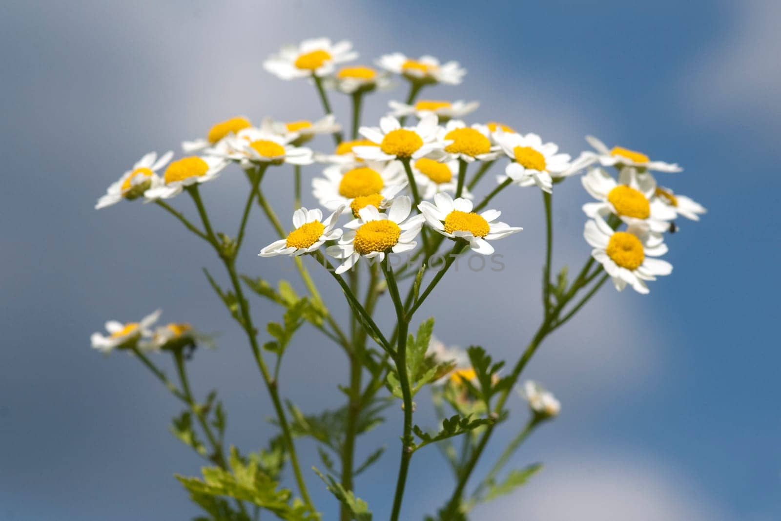 Roemischer Bertram  Anacyclus pyrethrum