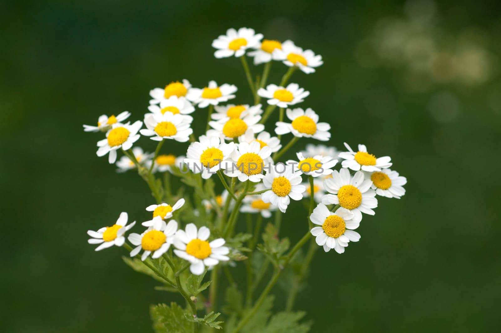 Roemischer Bertram  Anacyclus pyrethrum