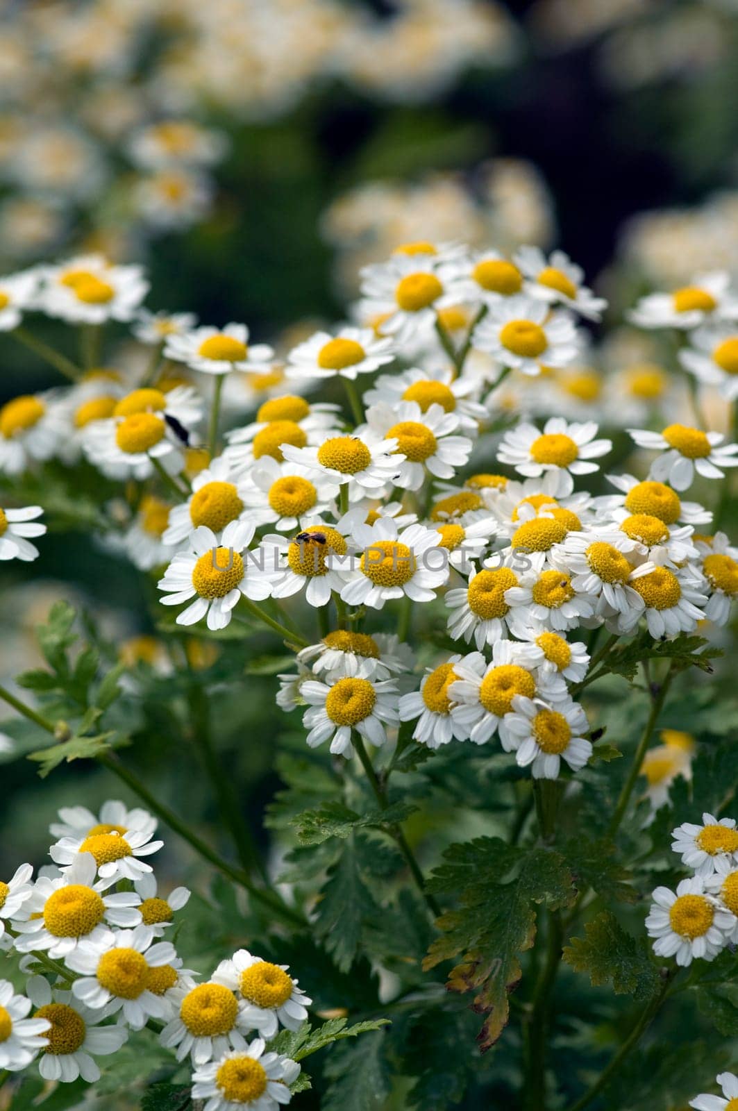 Roemischer Bertram  Anacyclus pyrethrum