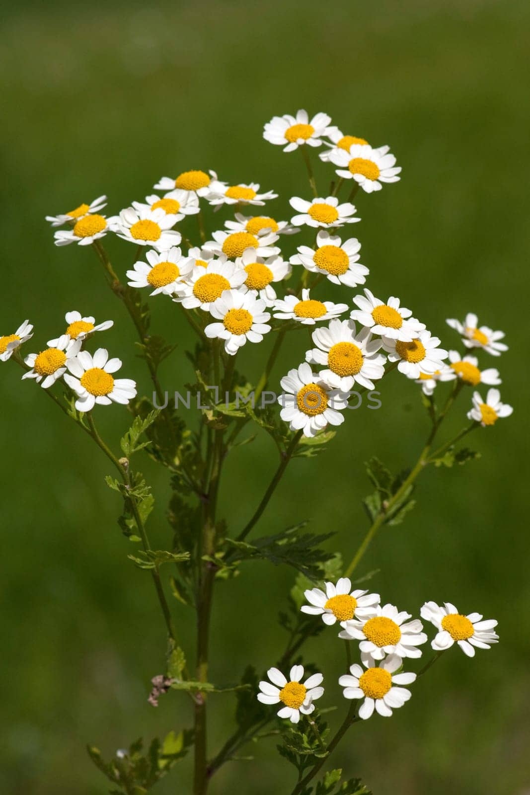 Roemischer Bertram  Anacyclus pyrethrum