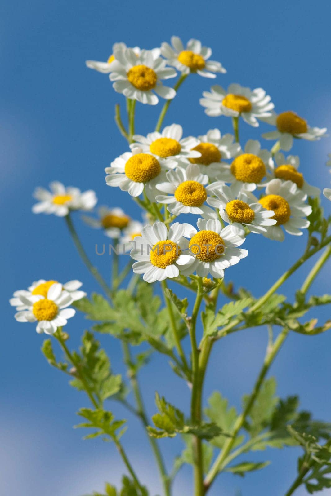 Roemischer Bertram  Anacyclus pyrethrum