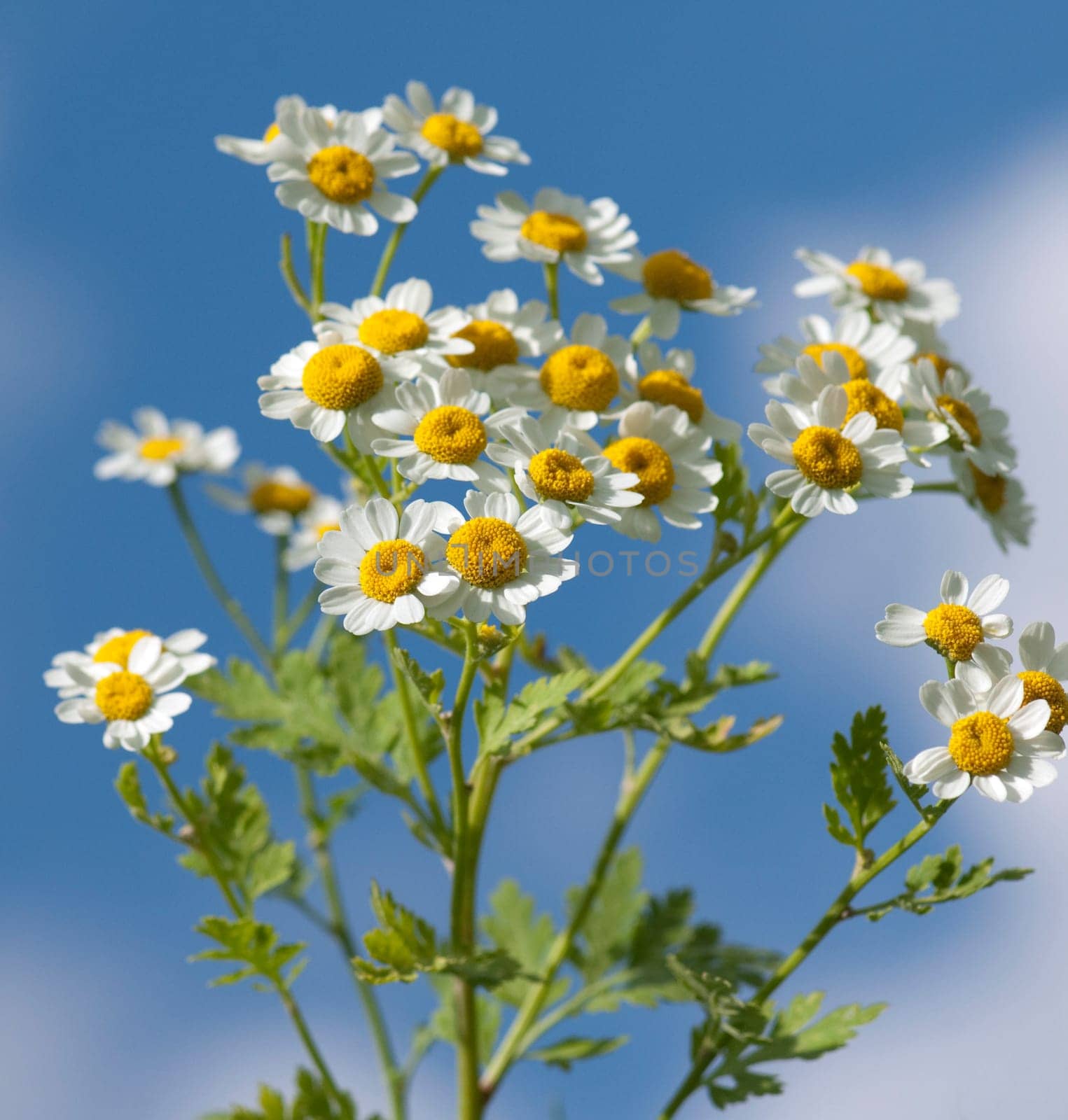 Roemischer Bertram  Anacyclus pyrethrum
