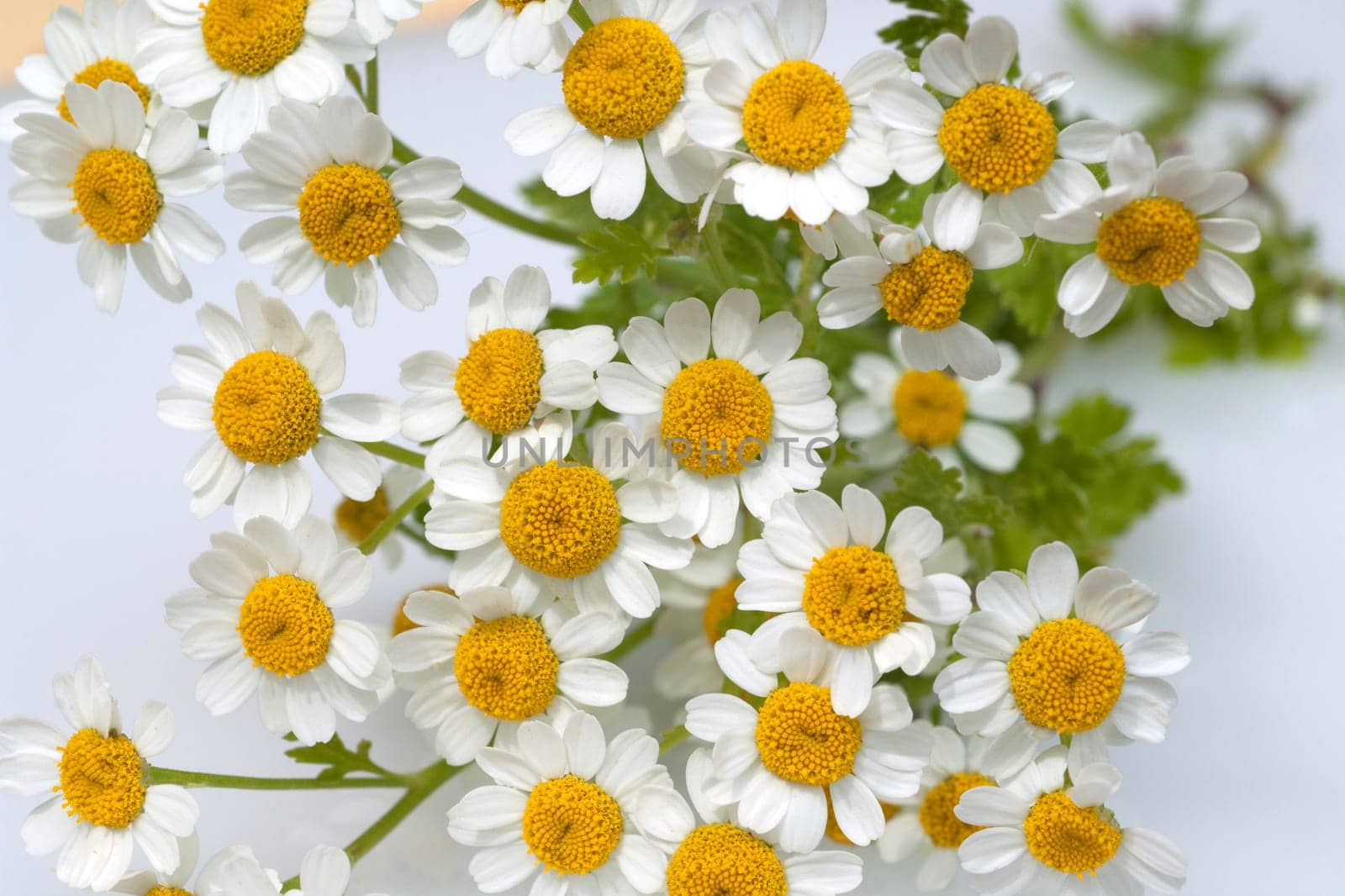 Roemischer Bertram  Anacyclus pyrethrum