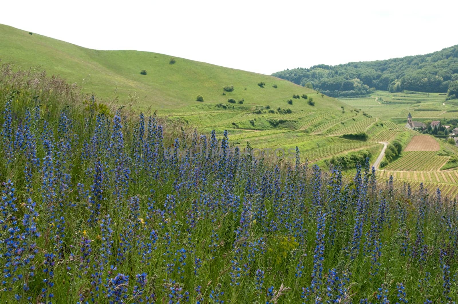 Weinberge, Haselschacher, Buck, Alt-Vogtsburg