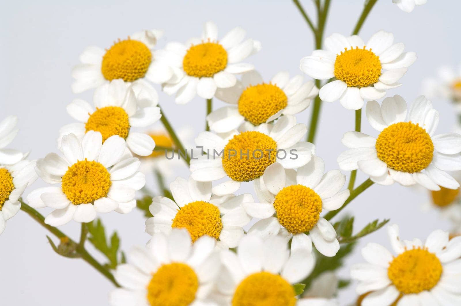Roemischer Bertram  Anacyclus pyrethrum