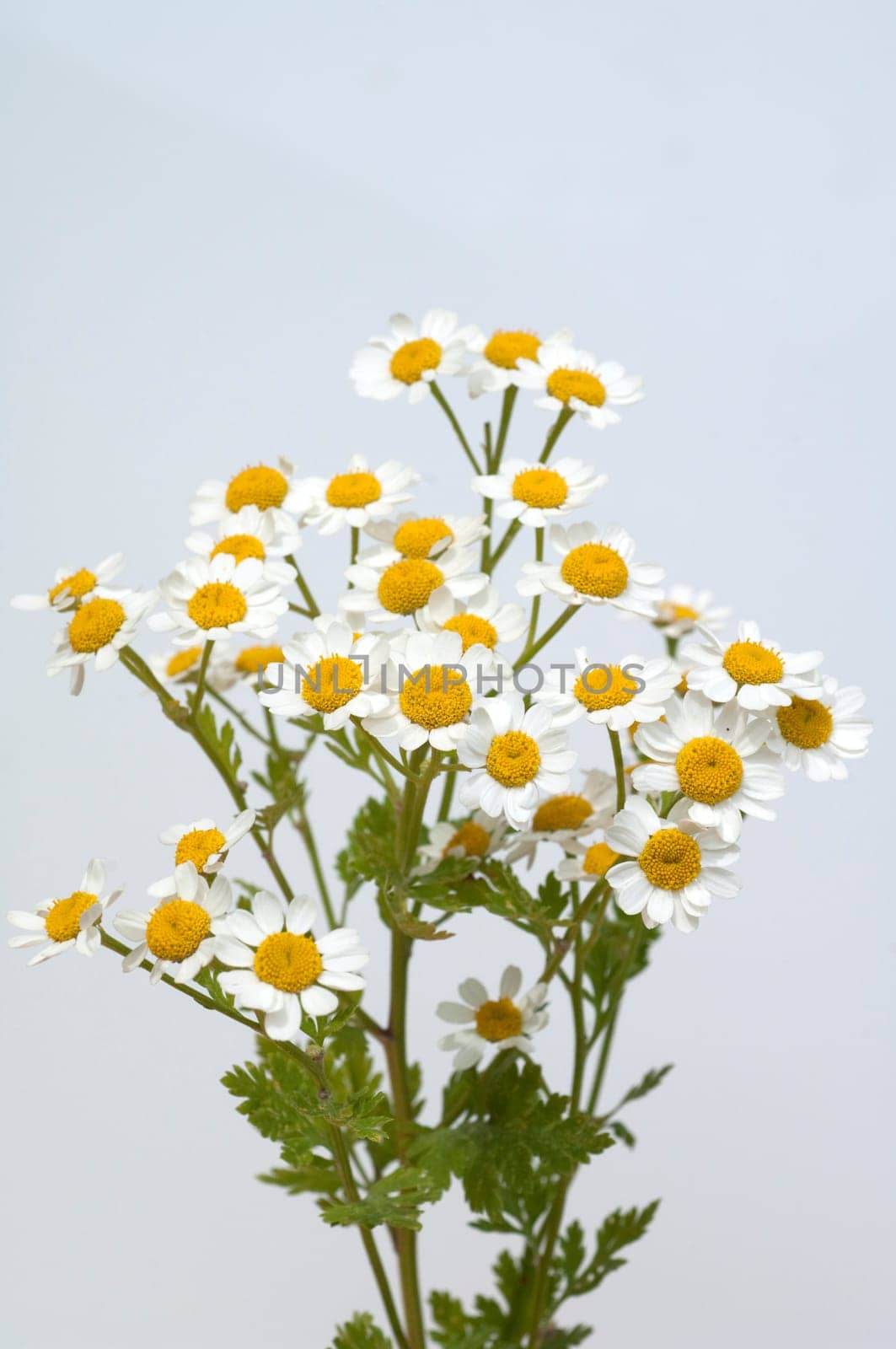 Roemischer Bertram  Anacyclus pyrethrum