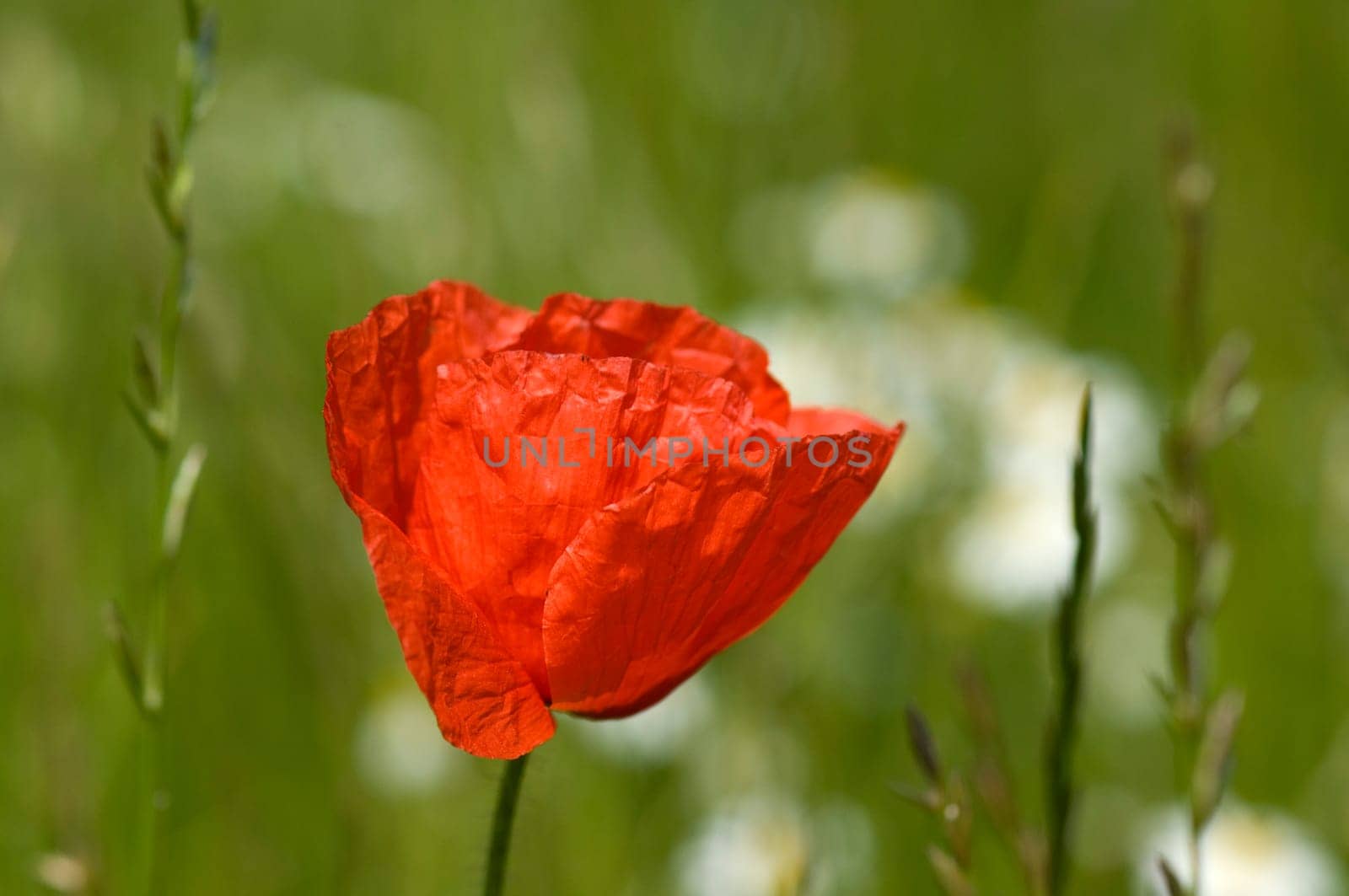 Klatschmohn  Papaver, rhoeas