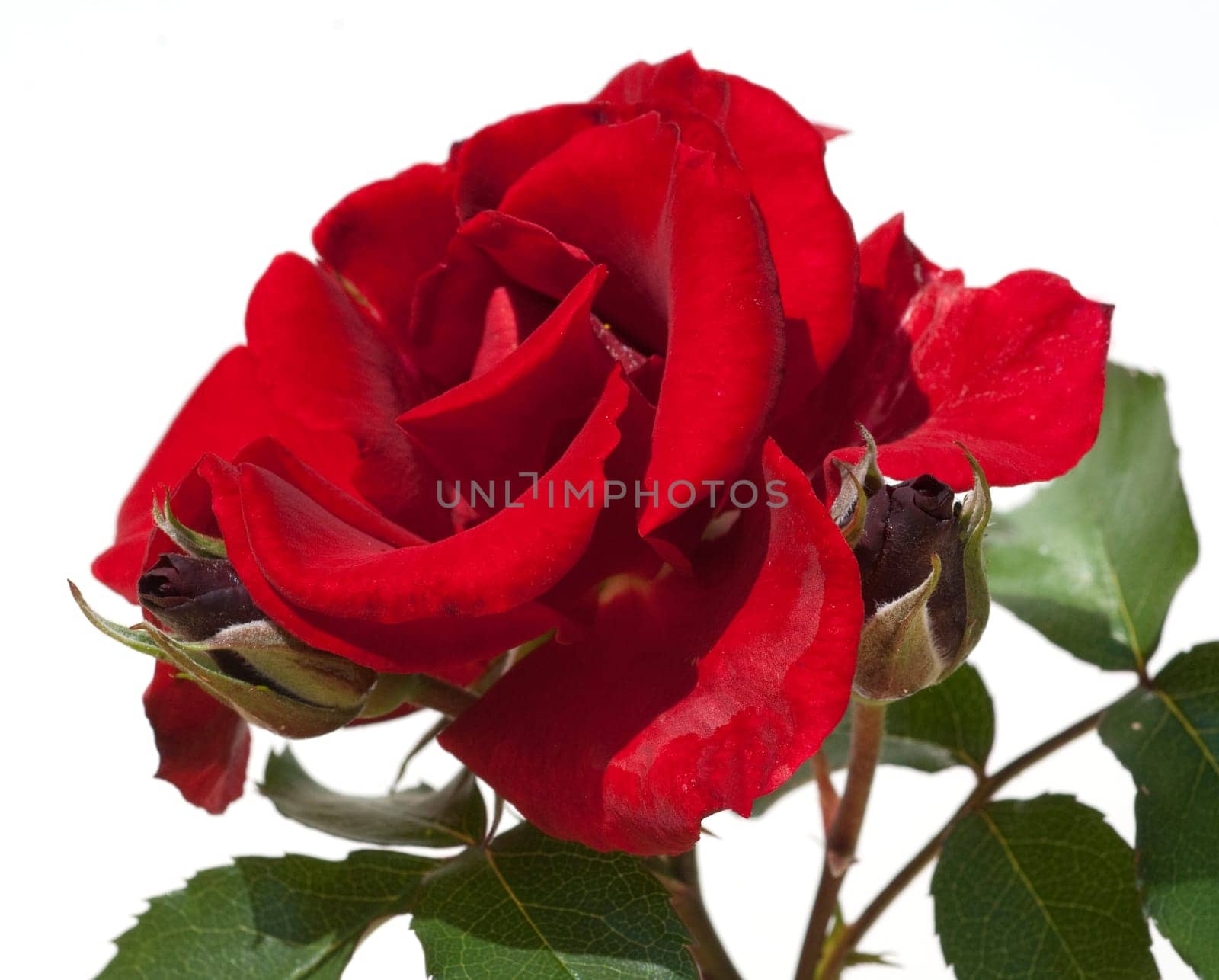 Roter, Korsar, Strauchrose  rot