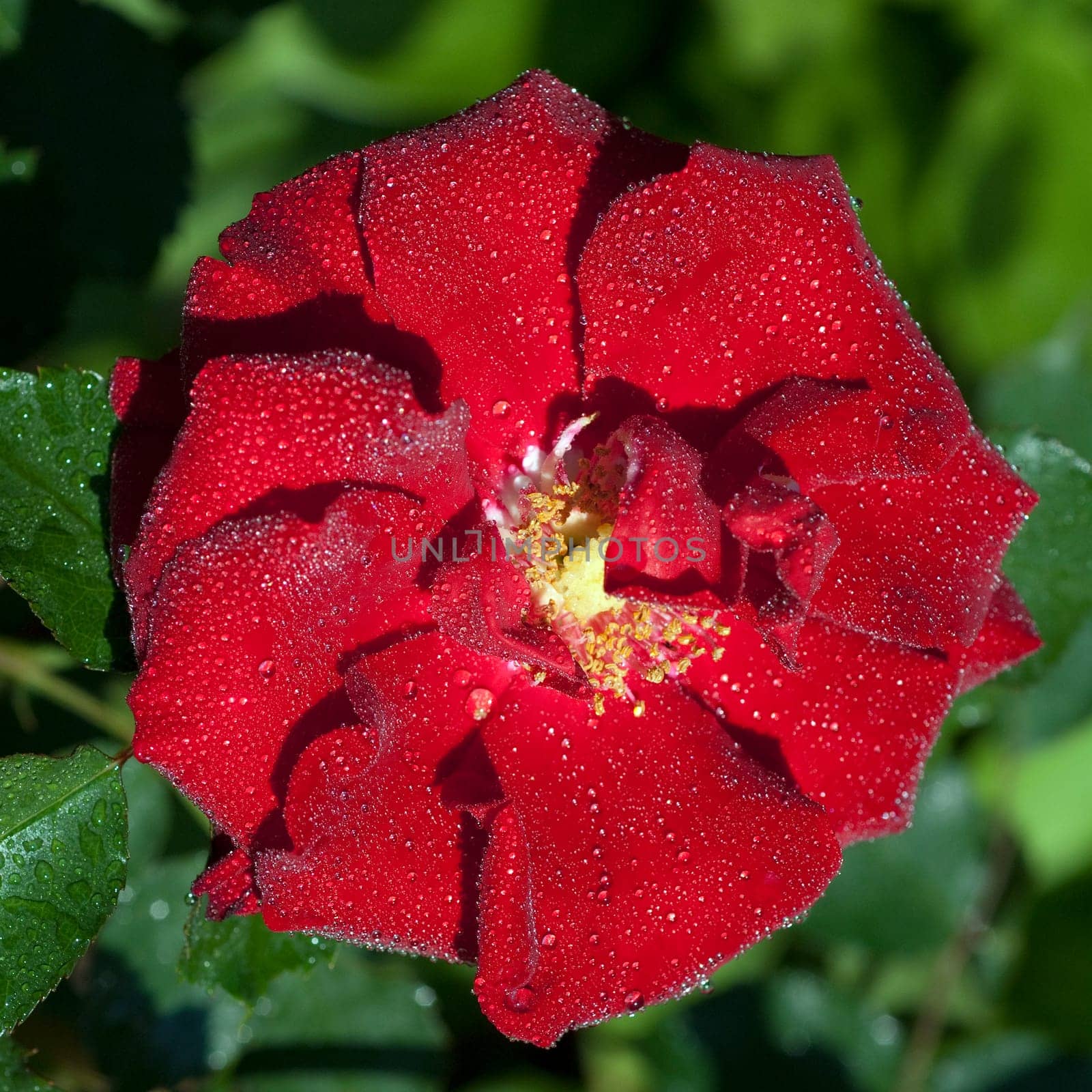 Red,Corsar,Shrub Rose  Red