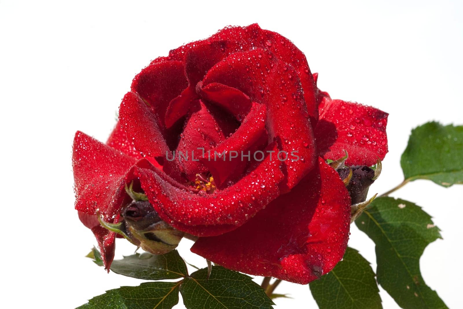 Roter, Korsar, Strauchrose  rot