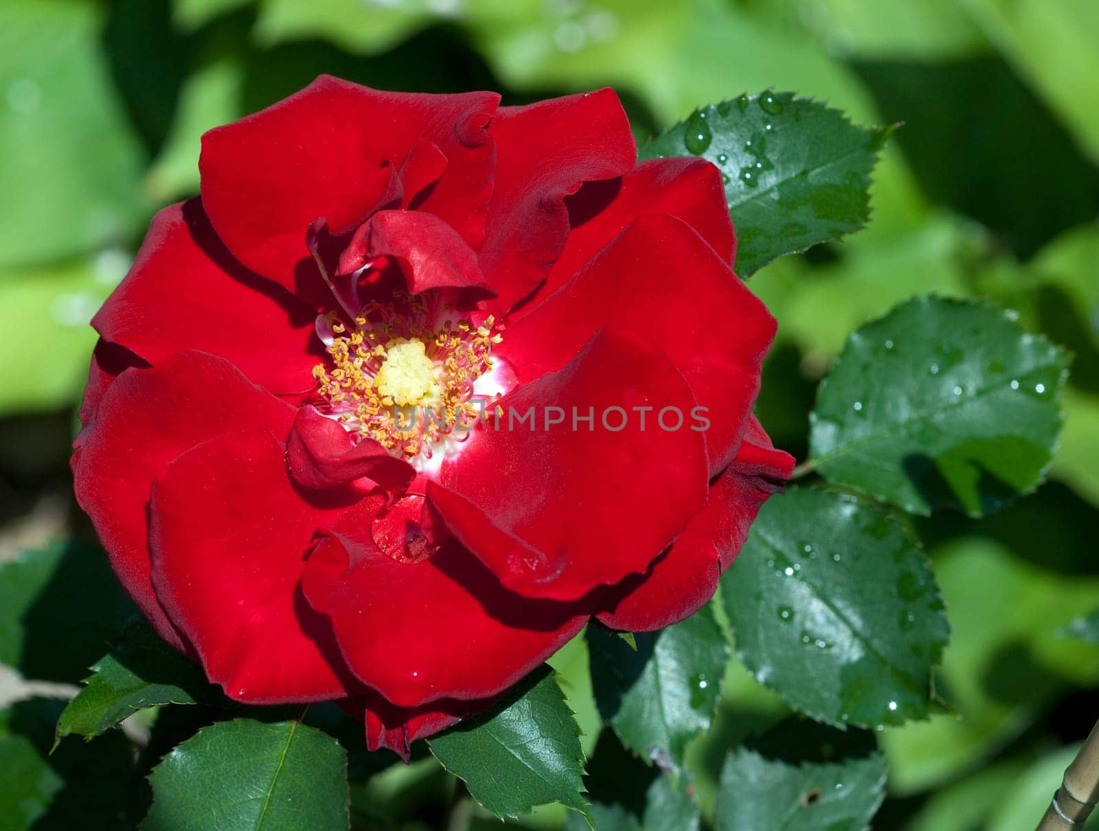 Red,Corsar,Shrub Rose  Red