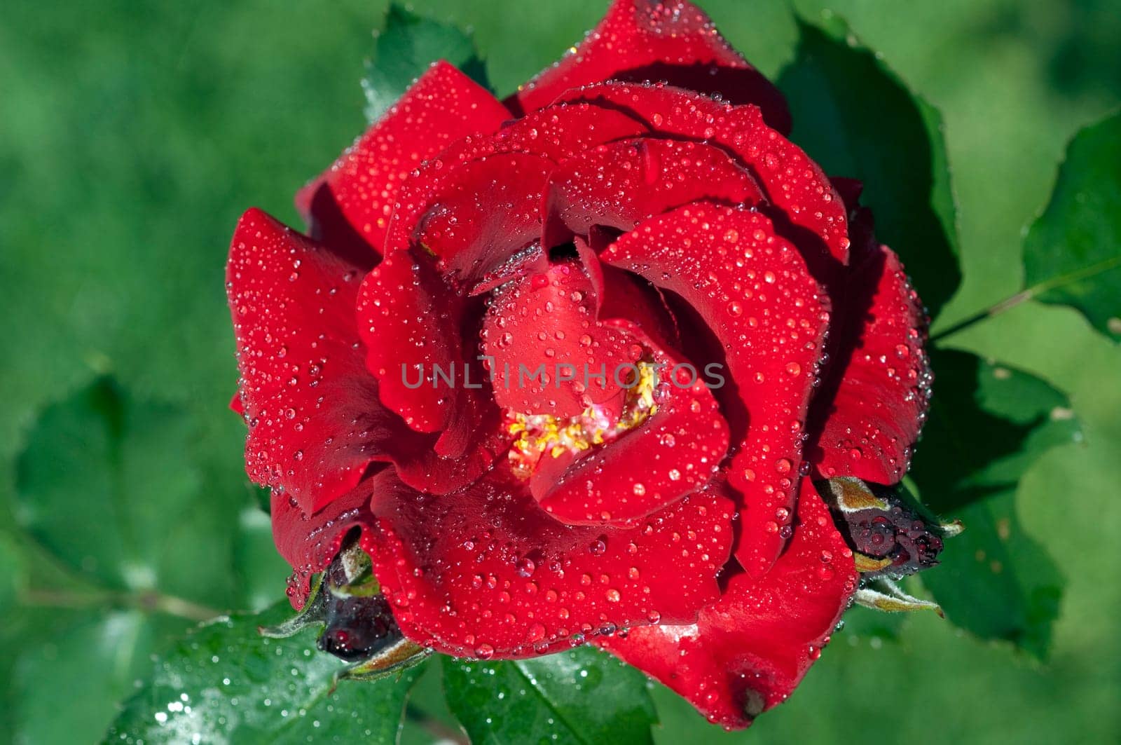 Red,Corsar,Shrub Rose  Red