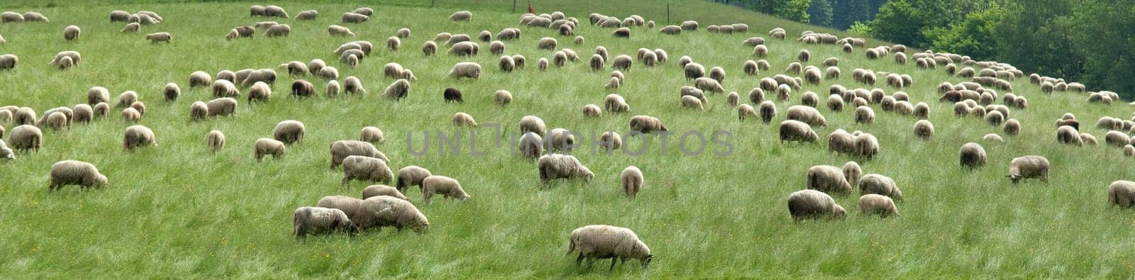 Flock of sheep,Black Forest