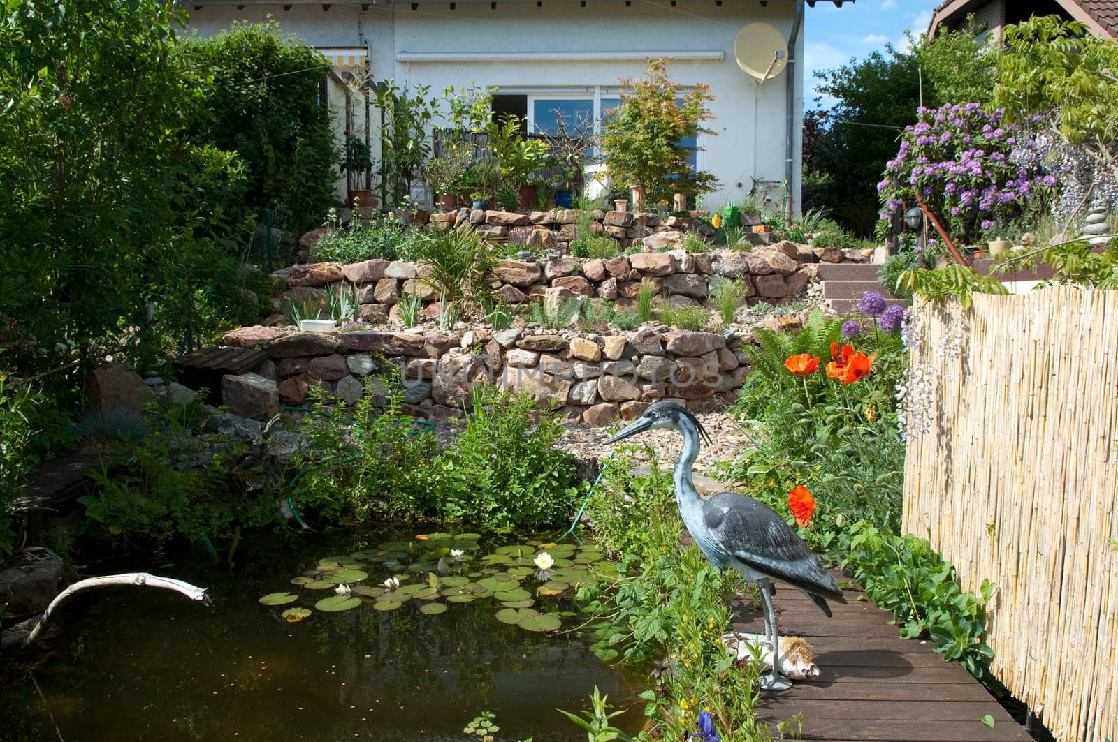 Stone garden  Dry stone wall  fuenf,months after planting