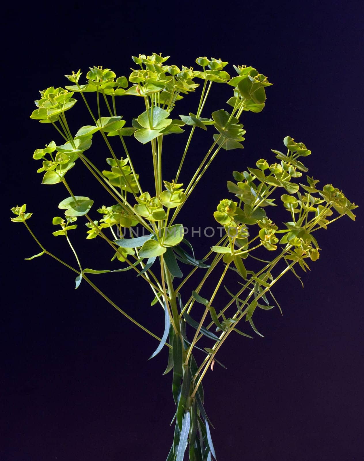 Steppenwolfsmilch, Euphorbia, seguieriana