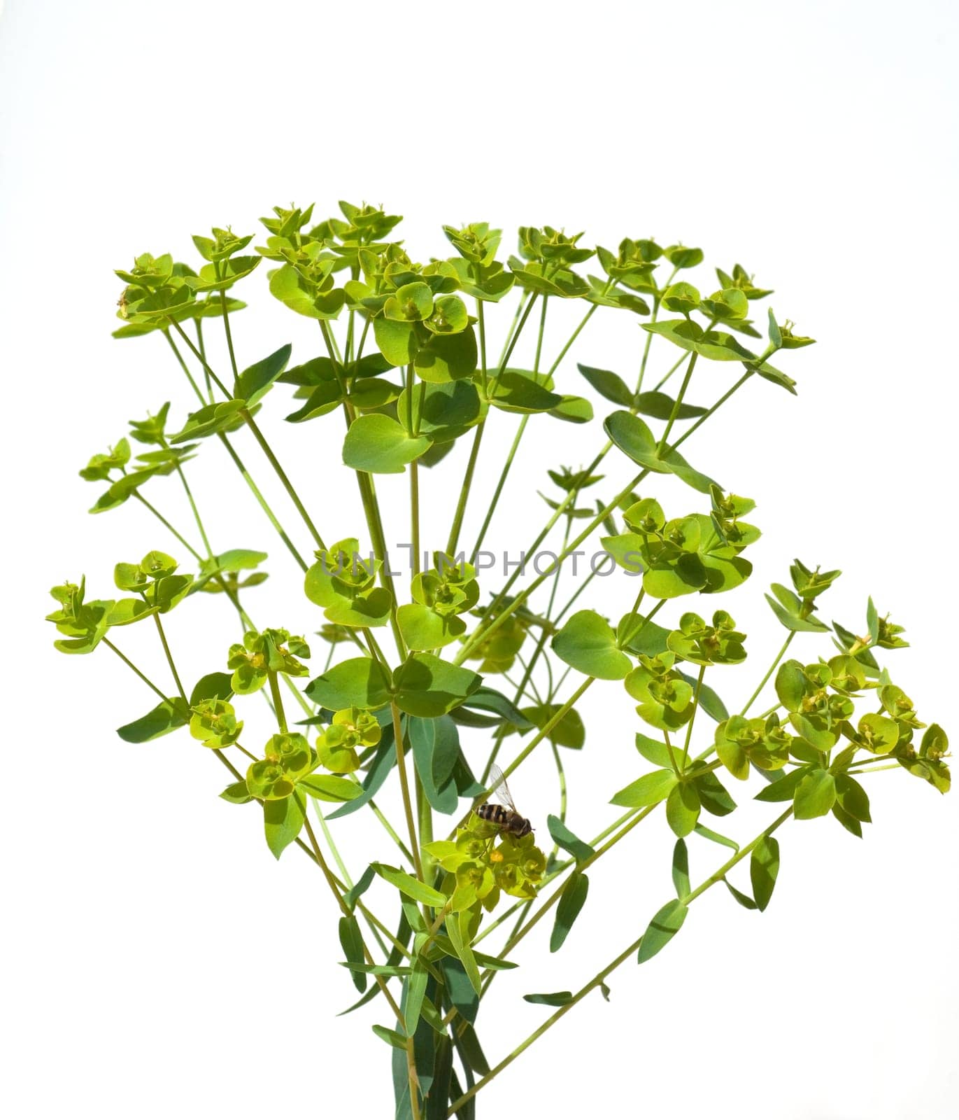 Steppenwolfsmilch, Euphorbia, seguieriana