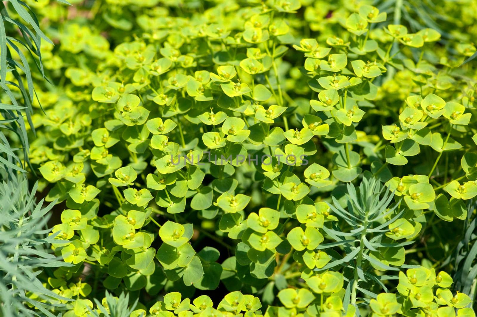 Steppenwolfsmilch, Euphorbia, seguieriana