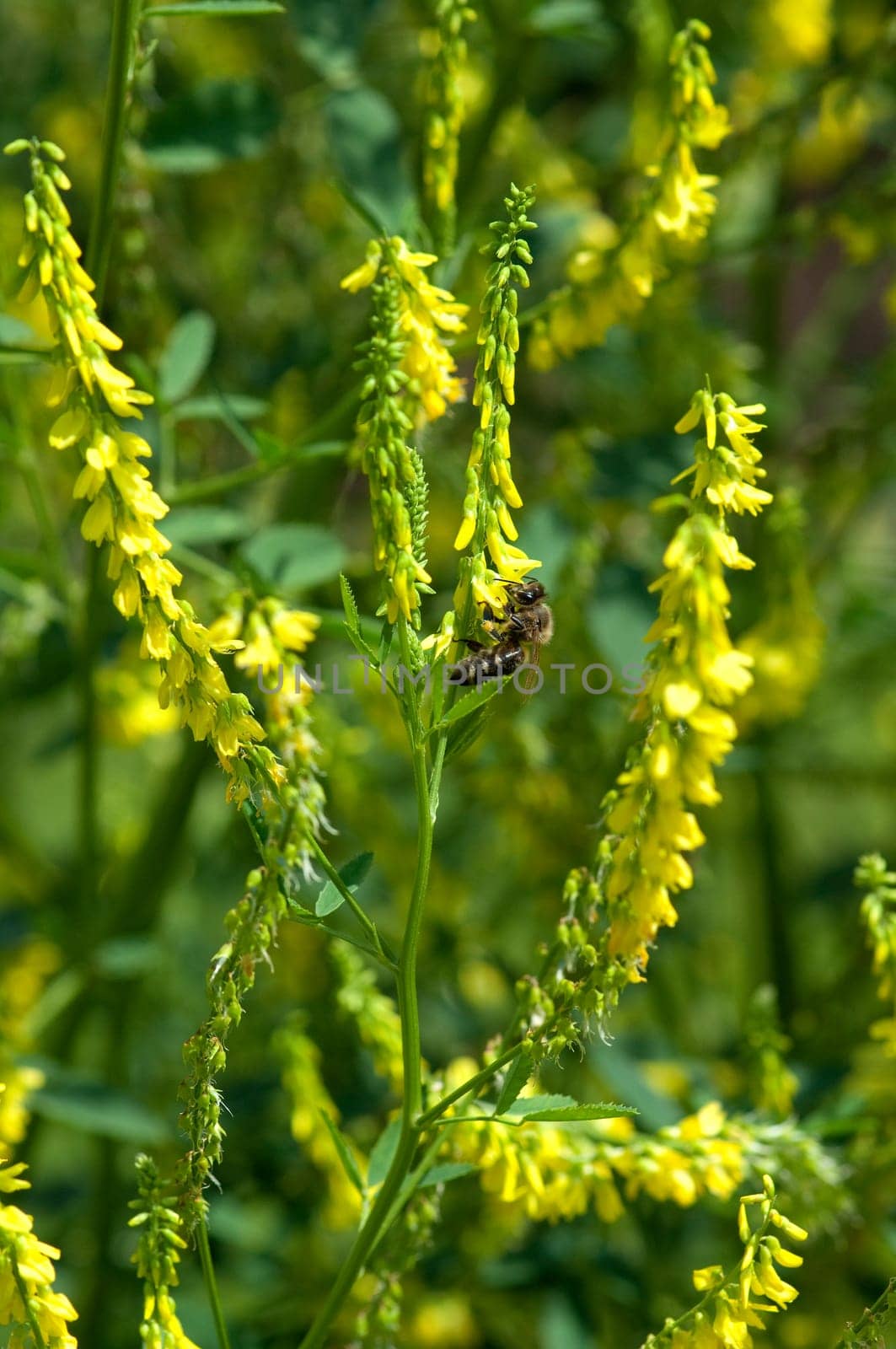 Steinklee  Melilotus, officinalis