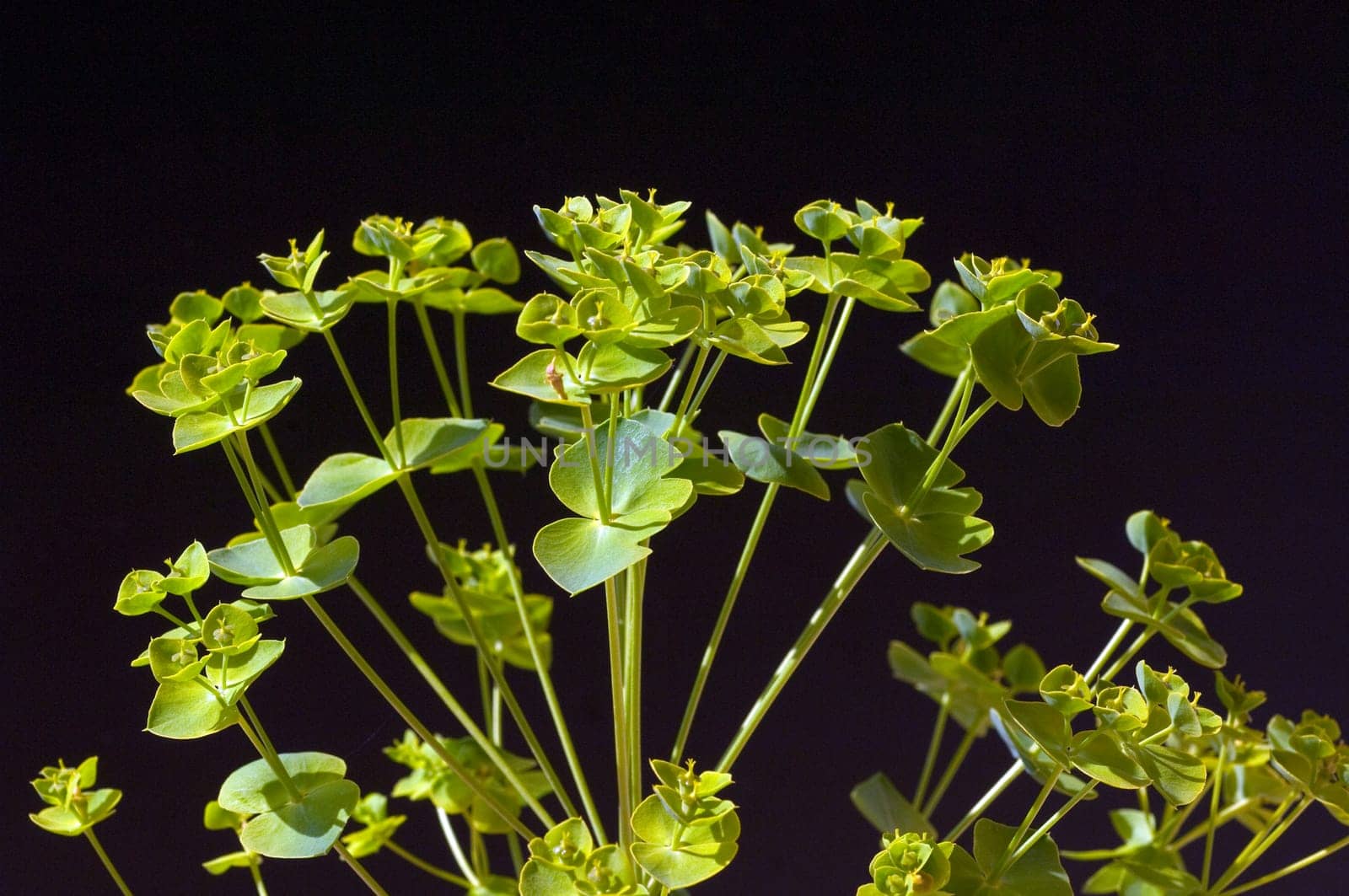 Steppenwolfsmilch, Euphorbia, seguieriana