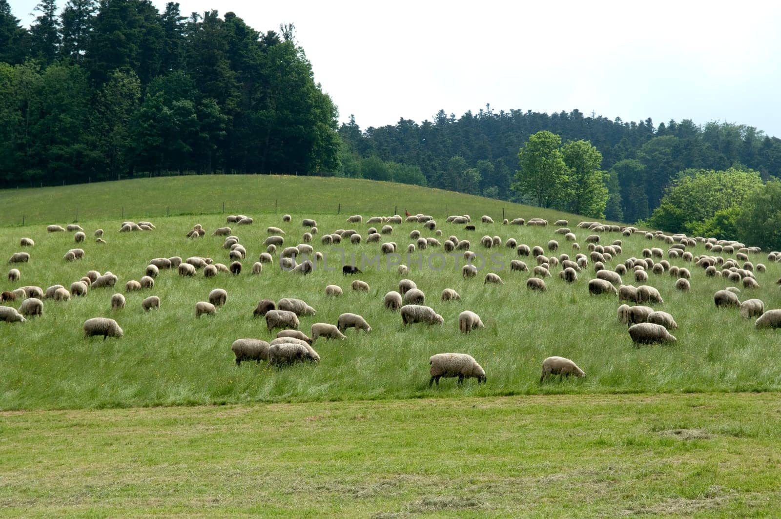 Flock of sheep,Black Forest