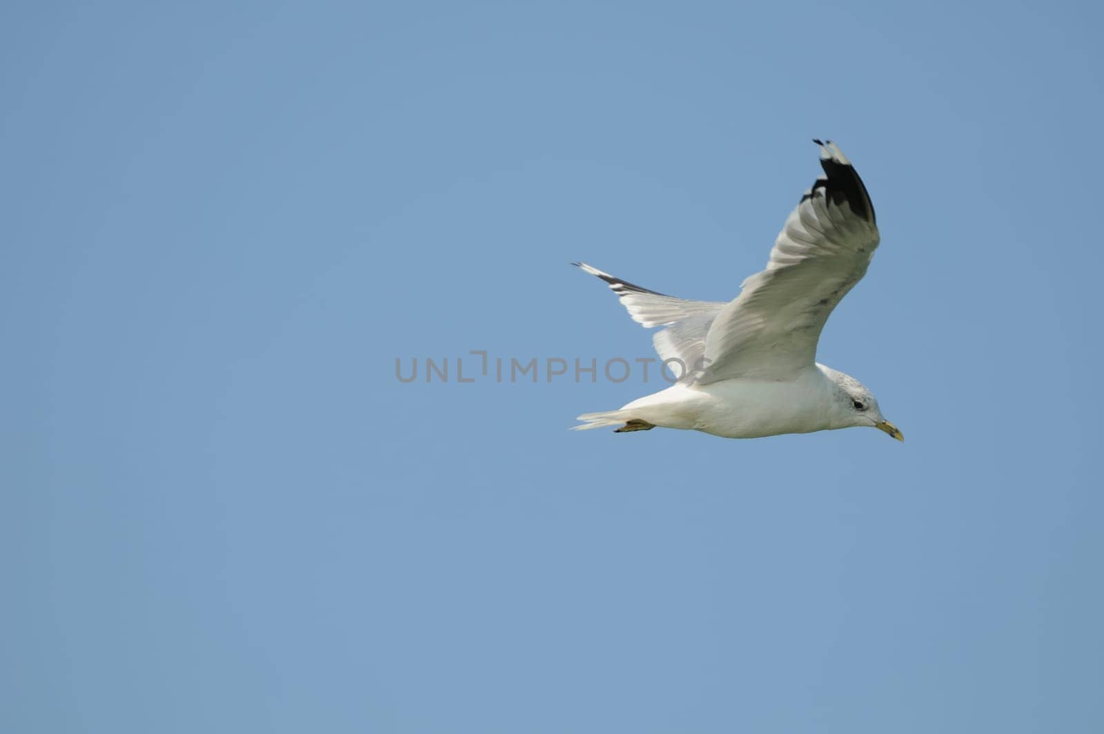 silver gulls in flight