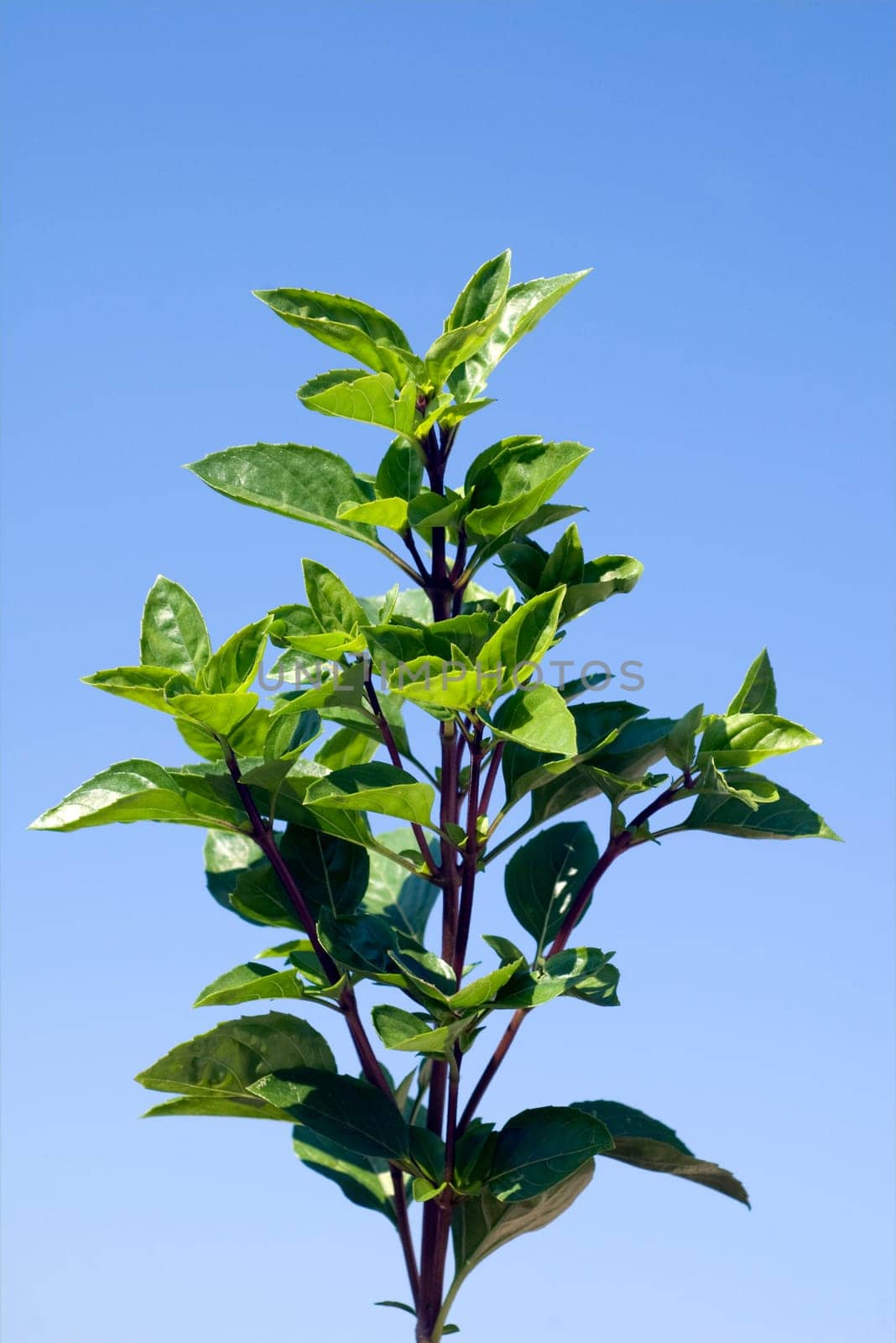 Strauchbasilikum  Ocimum, species  basilicum
